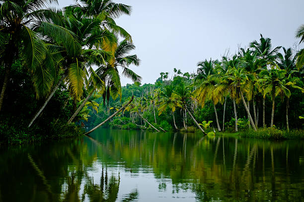 Coconut Groves