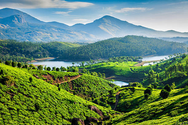 Munnar Tea Plantations