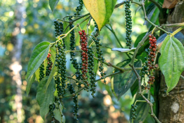 Kerala Spice Gardens
