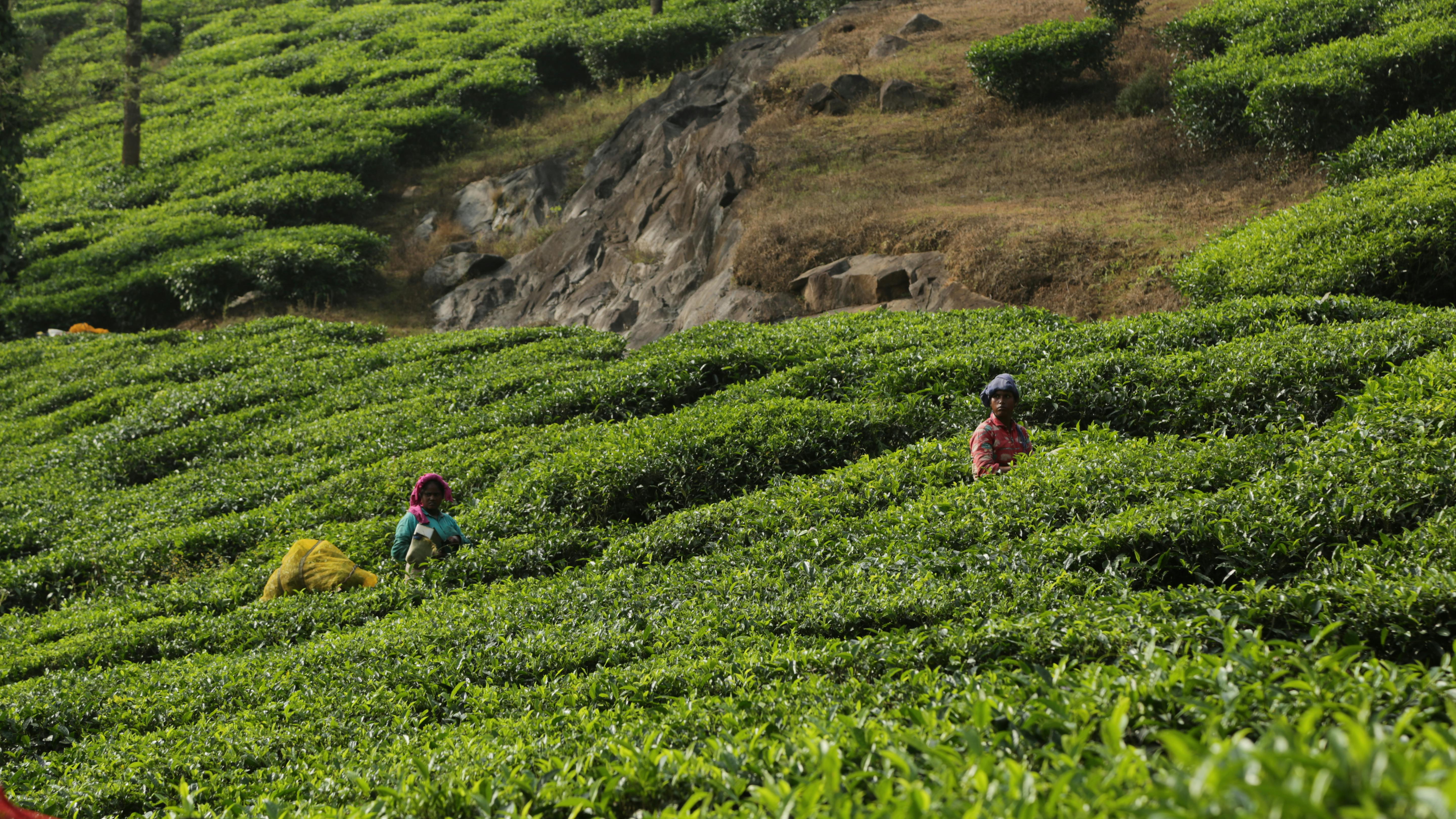Wayanad Hills